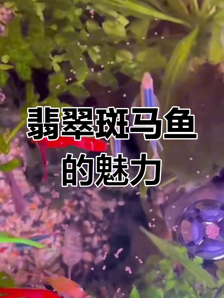 绿色斑马鱼:水草缸中的美丽新宠