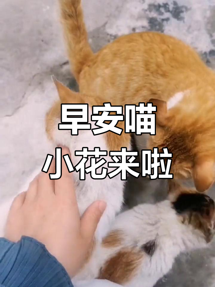 小花猫咪萌态百出,呆萌可爱惹人爱