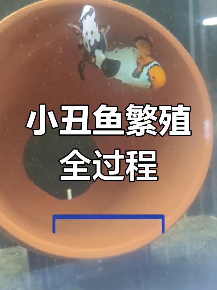 小丑鱼卵发育过程揭秘