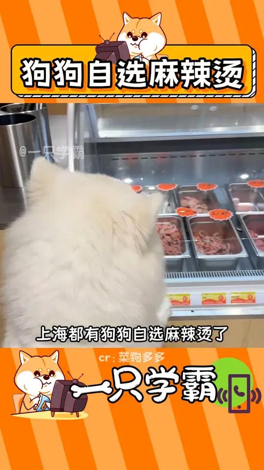 狗狗也有麻辣烫了