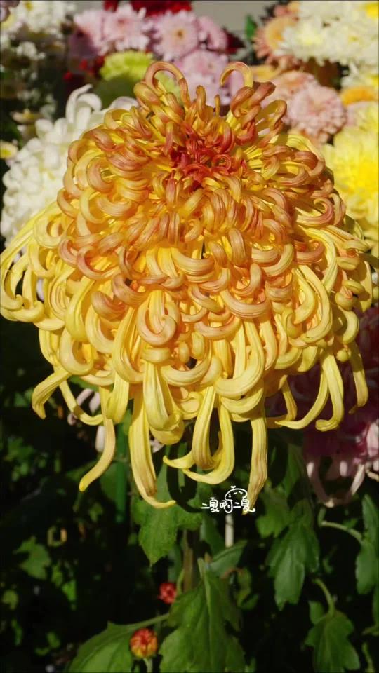 人间富贵花七彩北汤,传统菊花真美呀