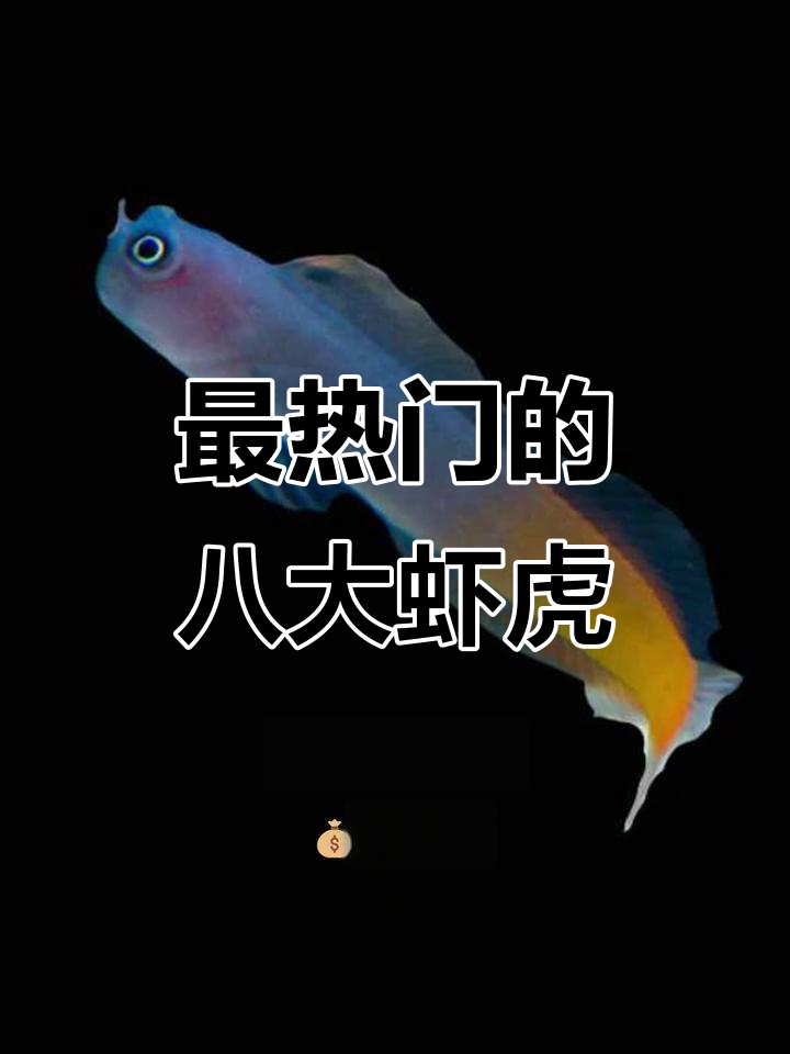八种最受欢迎虾虎,哪种最适合你?