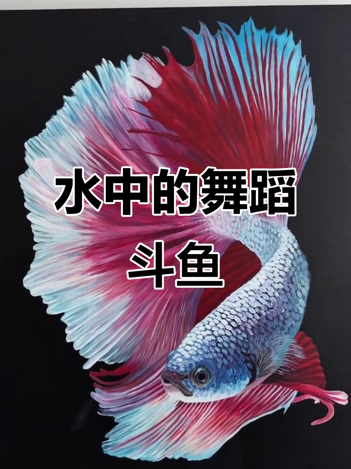 水中舞者斗鱼，手绘艺术之美