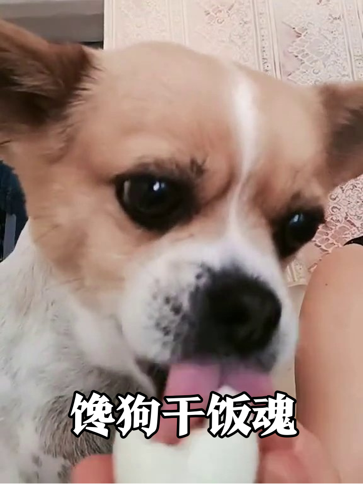 小狗吃鸡蛋吃出表情包!吃完还想要,眼神都直了