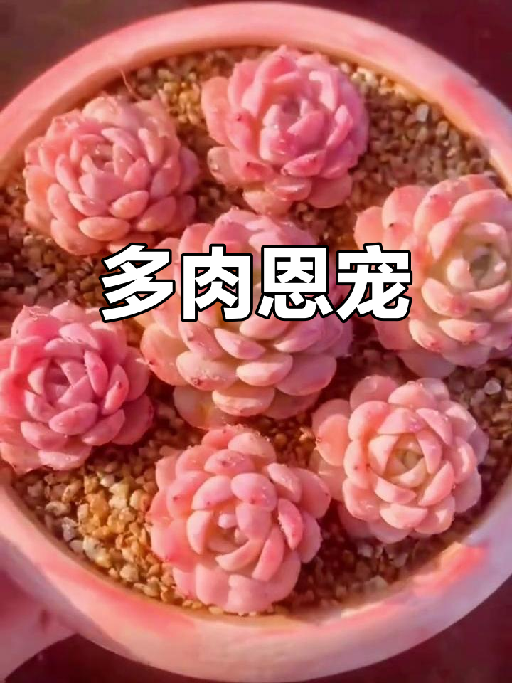 异石莲花属多肉杂交品种:海琳娜与雪莲的恩宠
