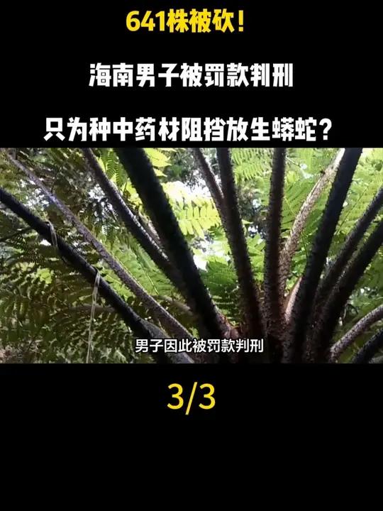 641株被砍!海南男子被罚款判刑,只为种中药材阻挡放生蟒蛇?