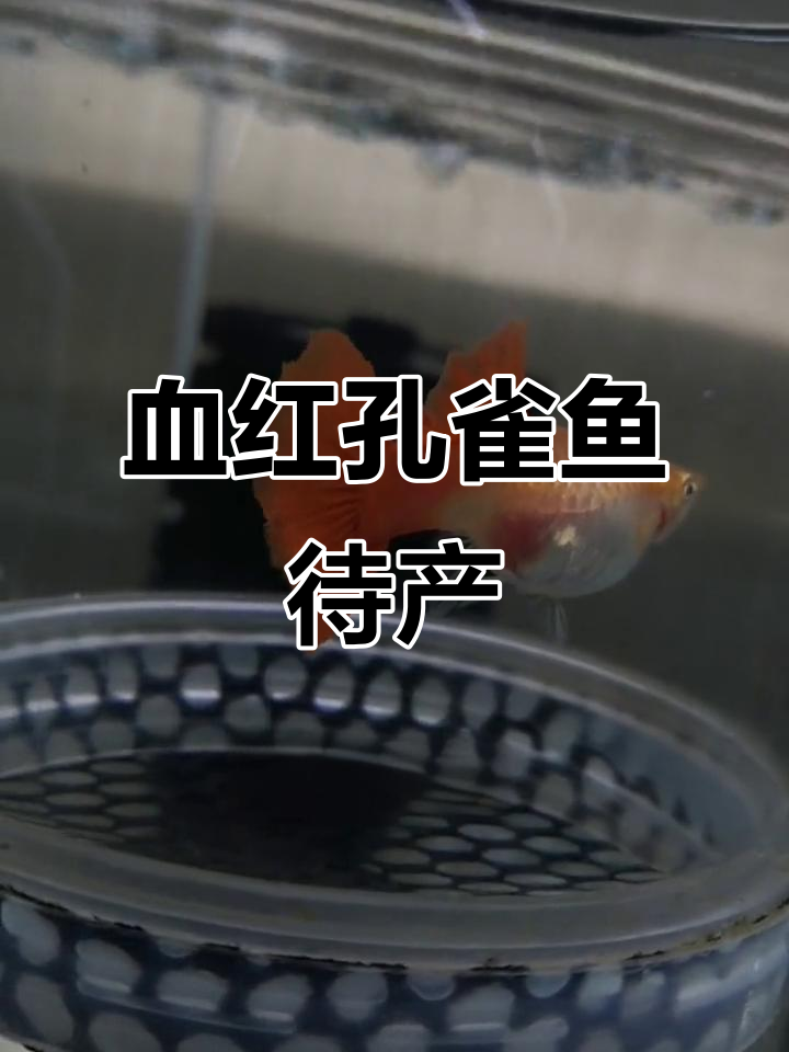 血红孔雀鱼即将产仔,肚子鼓胀明显!