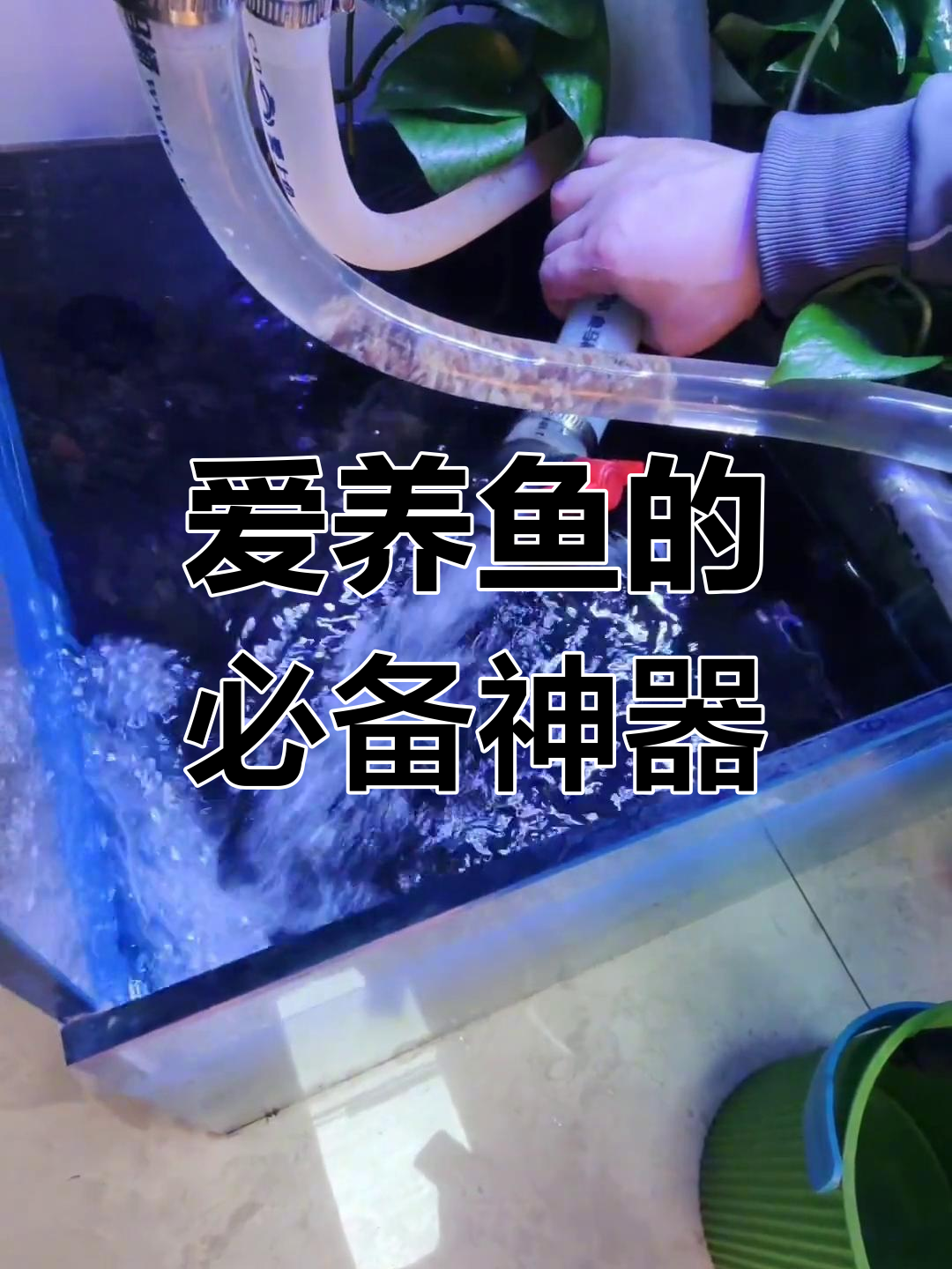 鱼马桶粪便分离系统,水质清澈又静音