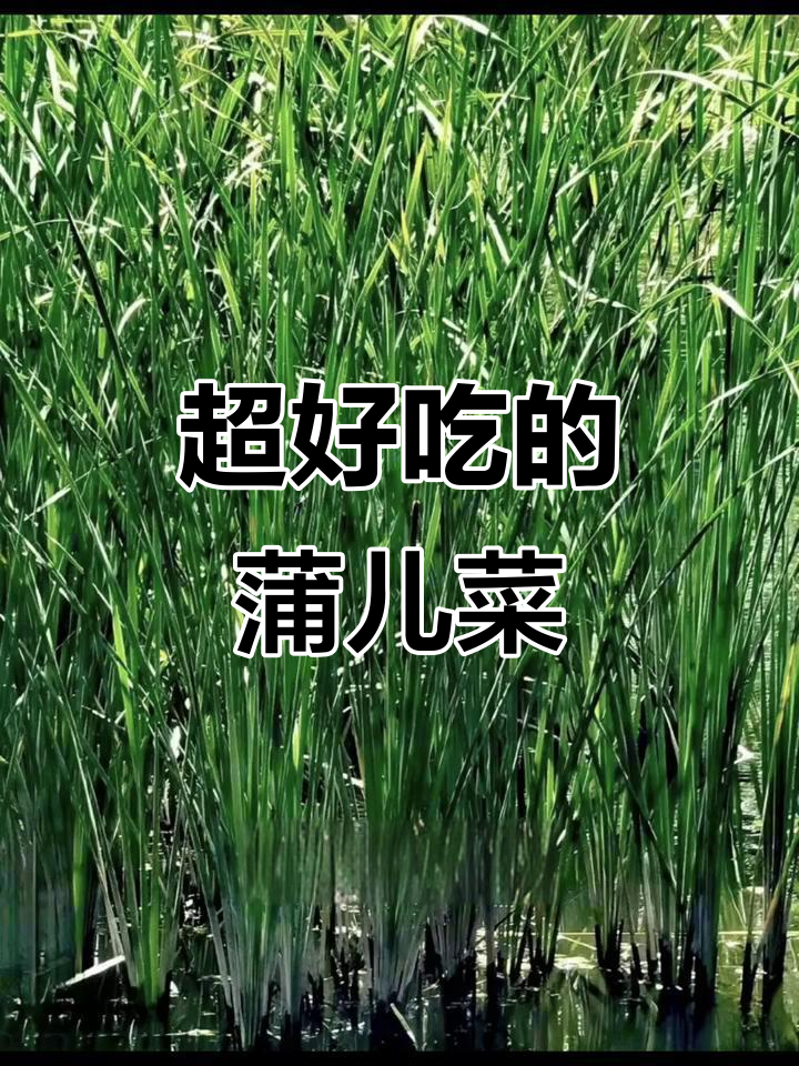 鲜脆蒲儿菜,吃上一口停不下来!