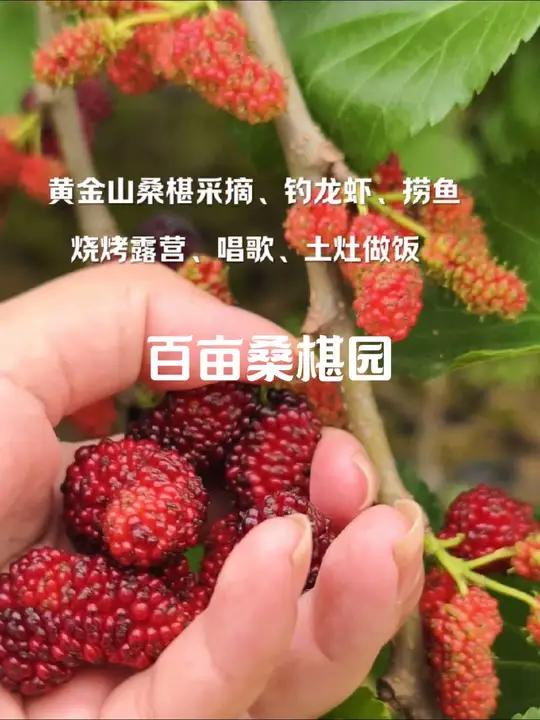 去哪玩?附近这个桑椹园采摘、钓龙虾、摸鱼,露营烧烤、农家乐,点击左下角团一个