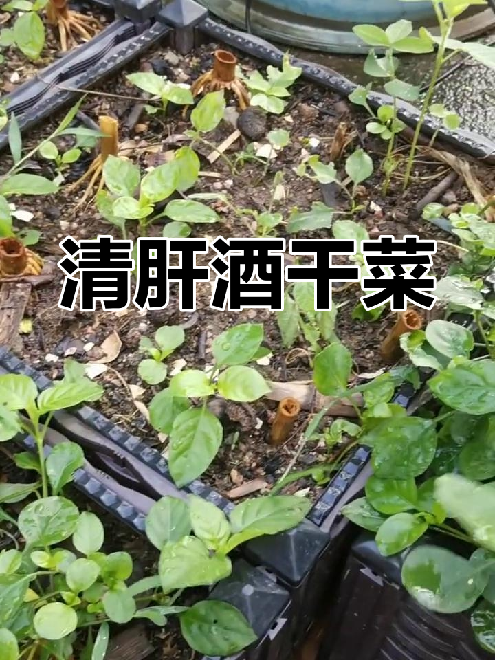 夏季清热必备!九干菜包黄豆煲粥,轻松在家种植