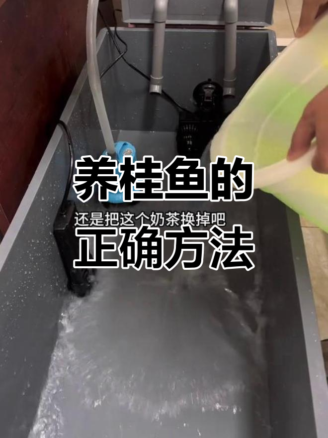 桂鱼养殖失败?大师们给的建议让我重新开始