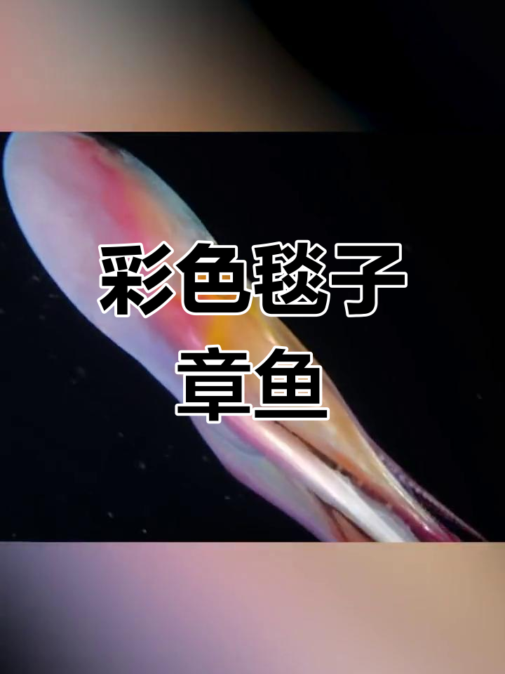 彩色毯子章鱼,黑夜中的神秘精灵,大自然真是奇妙无比