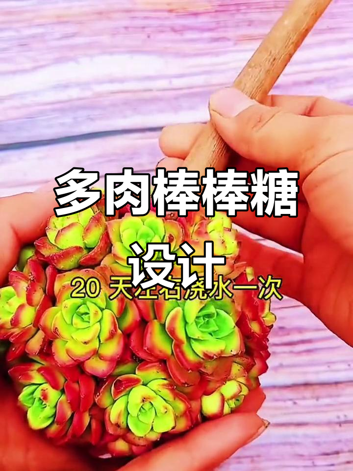 创意多肉造型，打造独一无二的棒棒糖风格