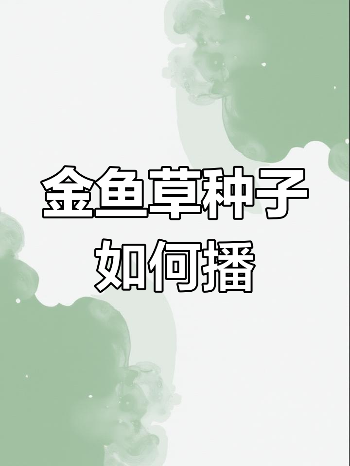金鱼草种子播种技巧:浇水后直接撒,不要覆土