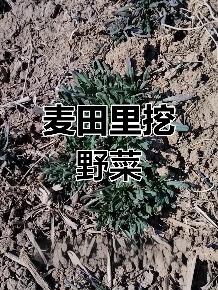麦地里的美味毛妮菜,鲜美又营养,快来尝尝!