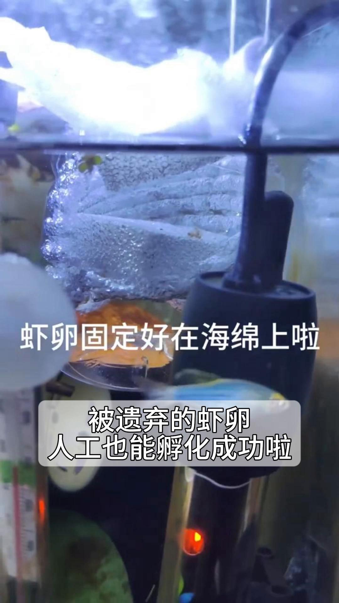 被遗弃的虾卵,人工也能孵化成功啦!