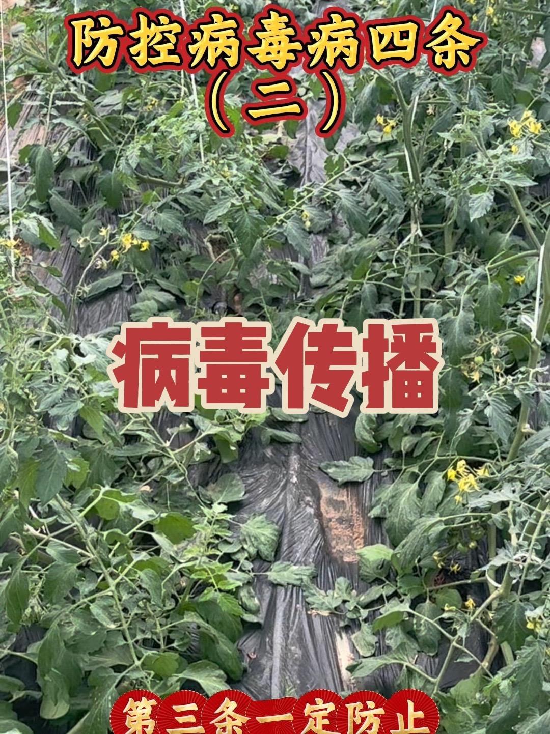 如何防止病毒传播扩散!蔬菜种植 大棚蔬菜 蔬菜种植技术