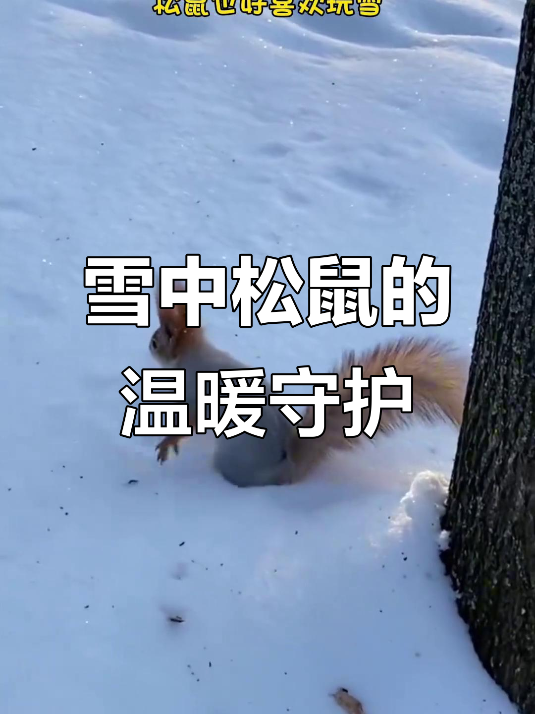 雪中松鼠觅食,摄影师不仅拍照还建了个小窝保护它们