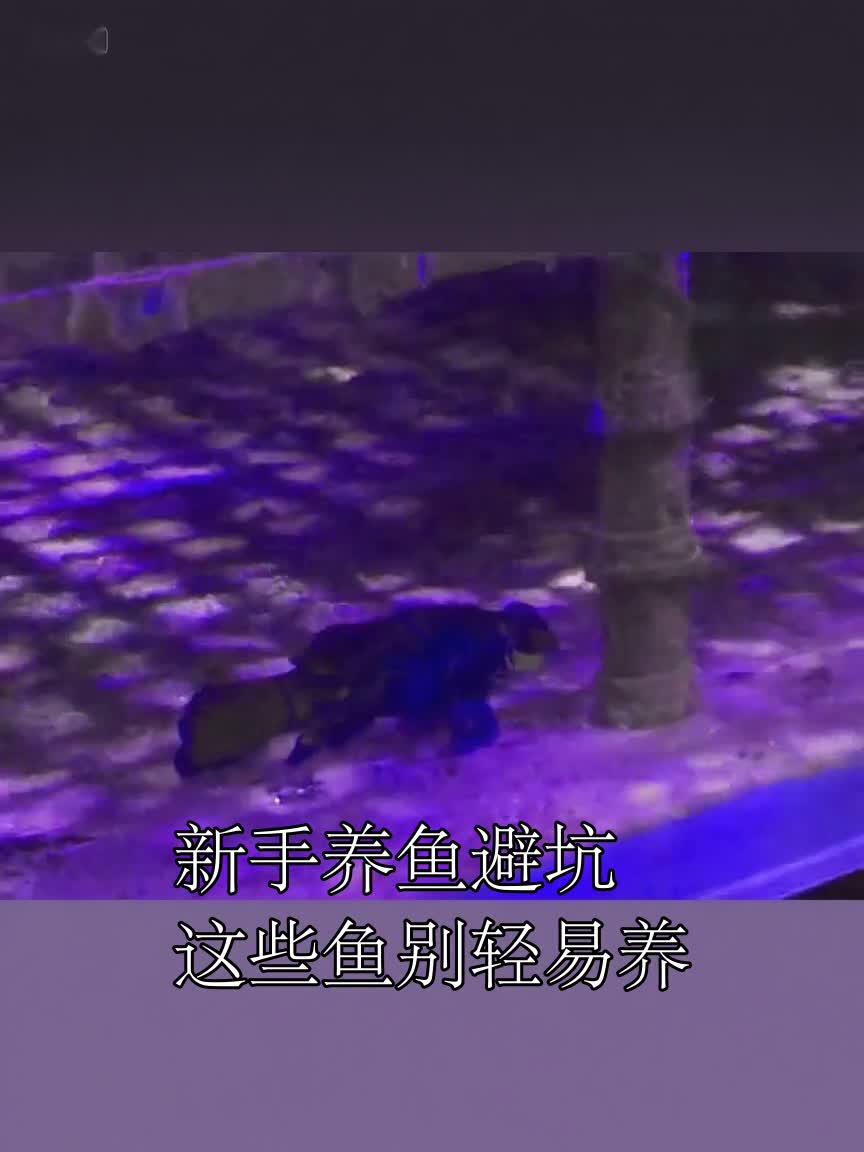 新手养鱼避坑这些鱼别轻易养