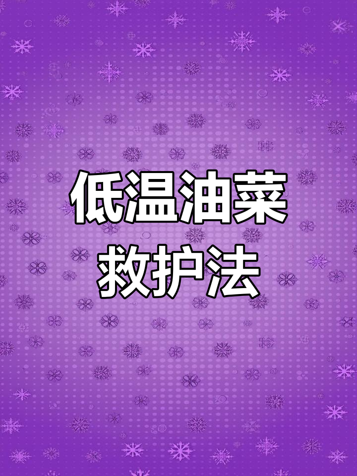 油菜低温冻害如何应对?保丰收技巧大公开