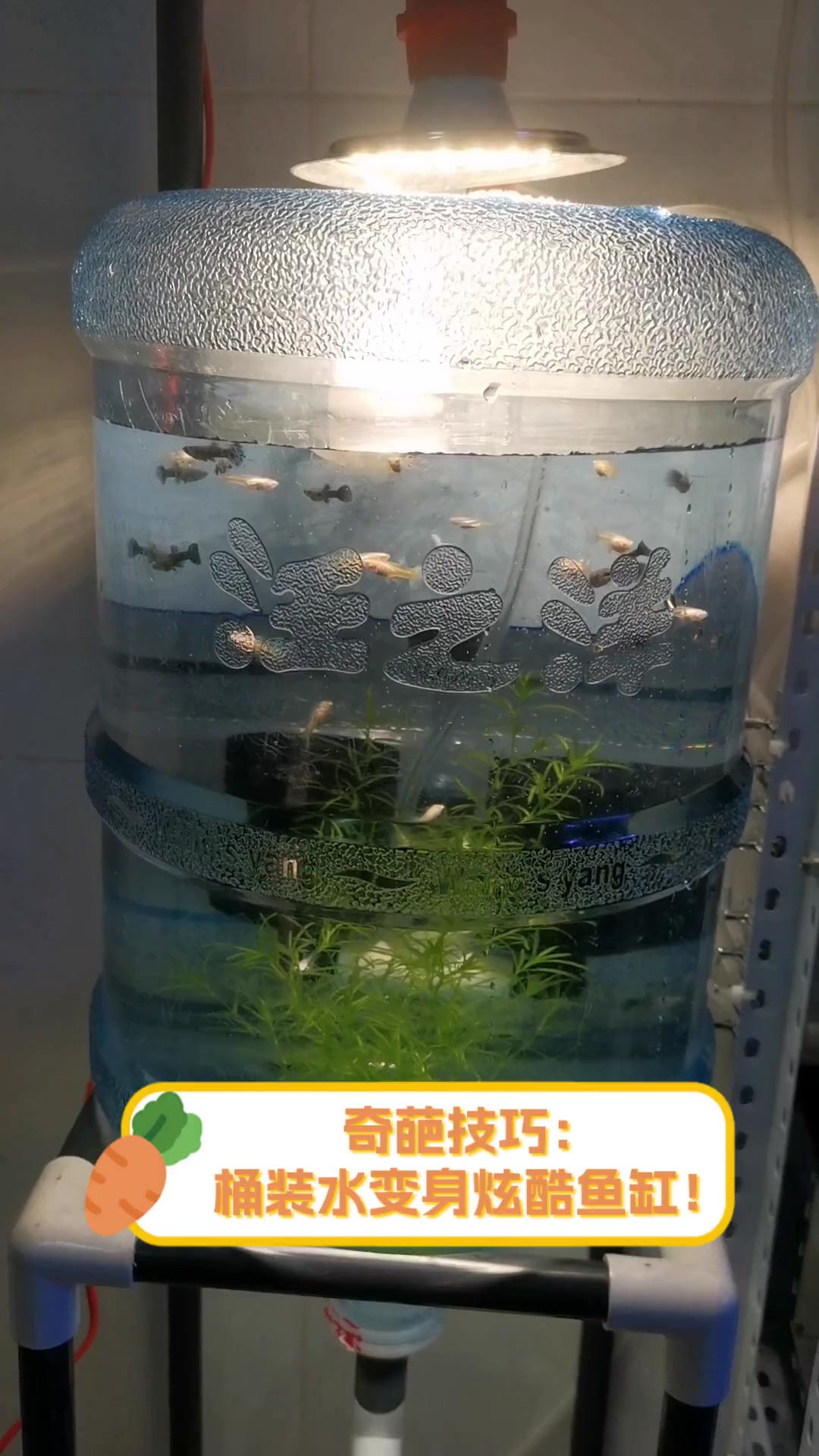 奇葩技巧:桶装水变身炫酷鱼缸!