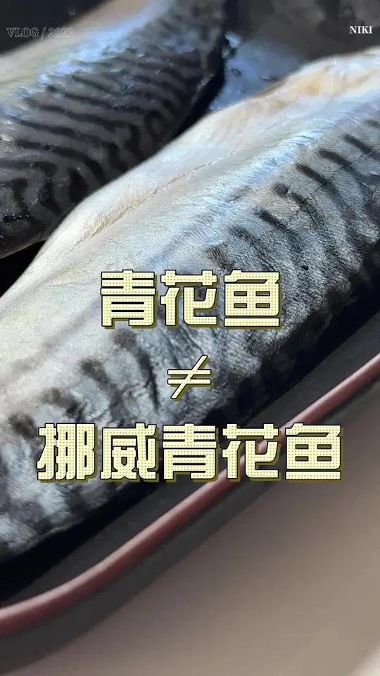 青花鱼和挪威青花鱼不一样!就像蓝鳍金枪和黄鳍金枪