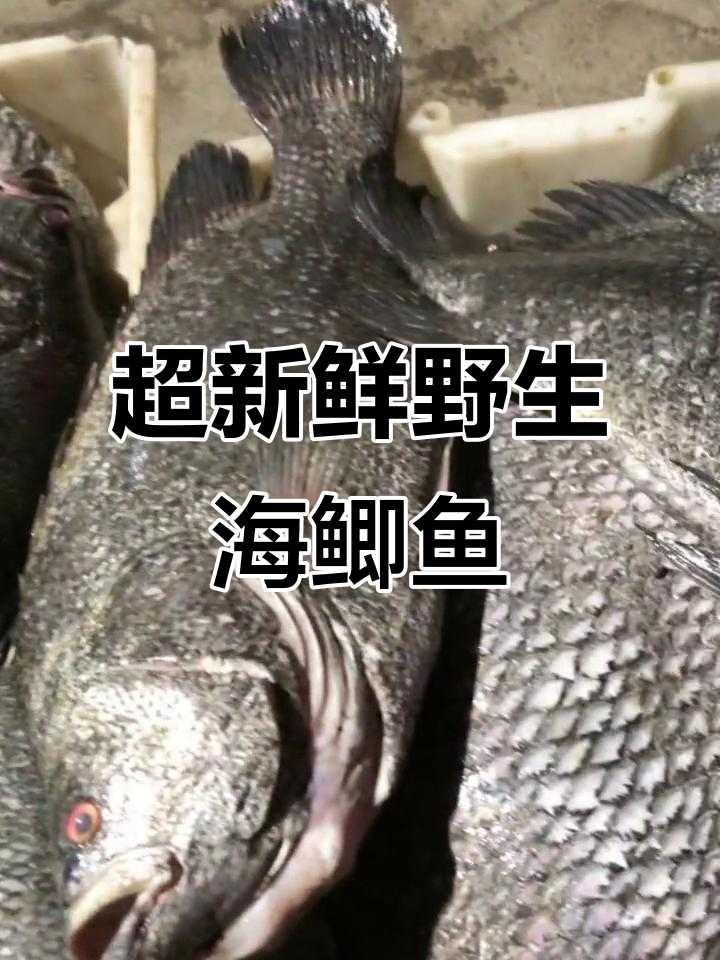 新鲜海鲫鱼,肉质鲜美无刺,红烧酸菜汤都超美味