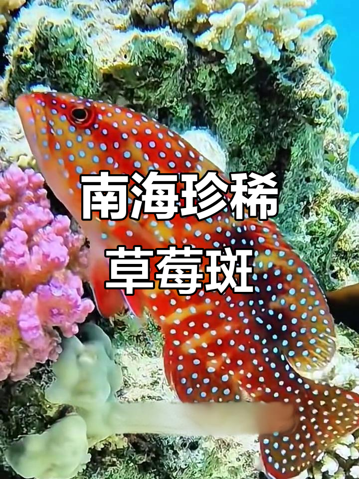 草莓斑:南海最珍贵的石斑鱼,肉质鲜美细腻