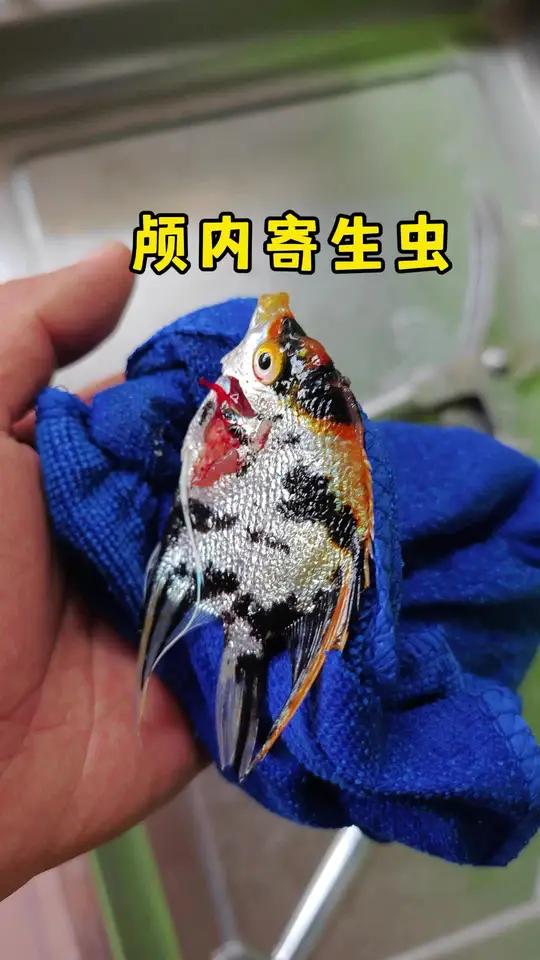 神仙鱼