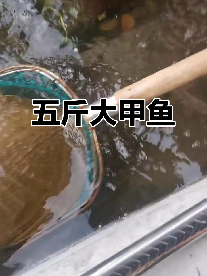 野生甲鱼五斤多,翻面看皮超凶猛