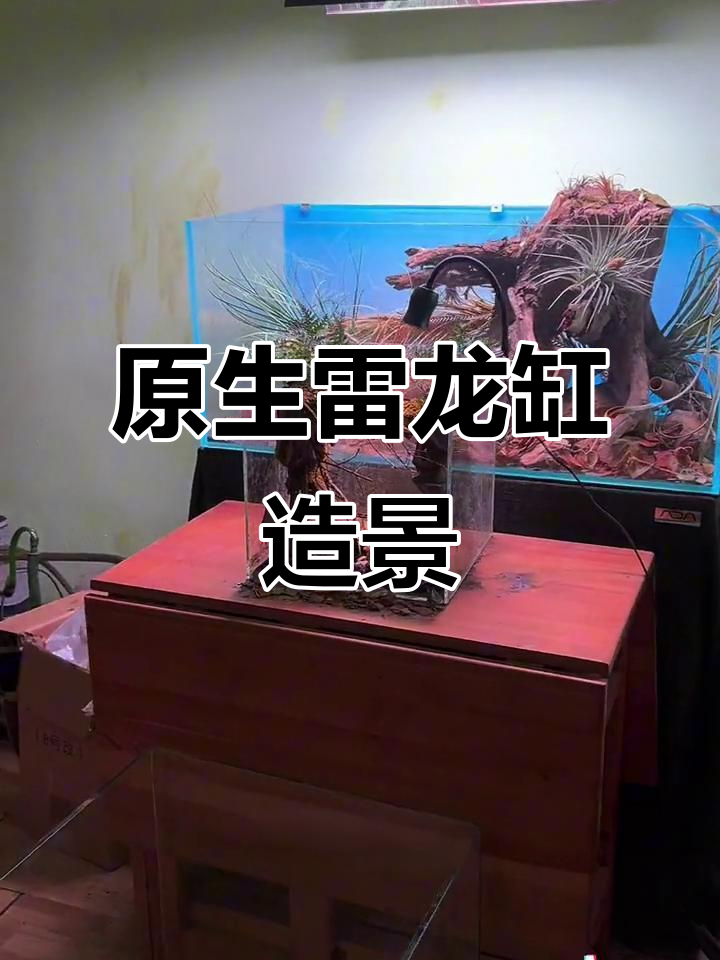 雷龙缸原生风格造景,洞穴与植物完美结合