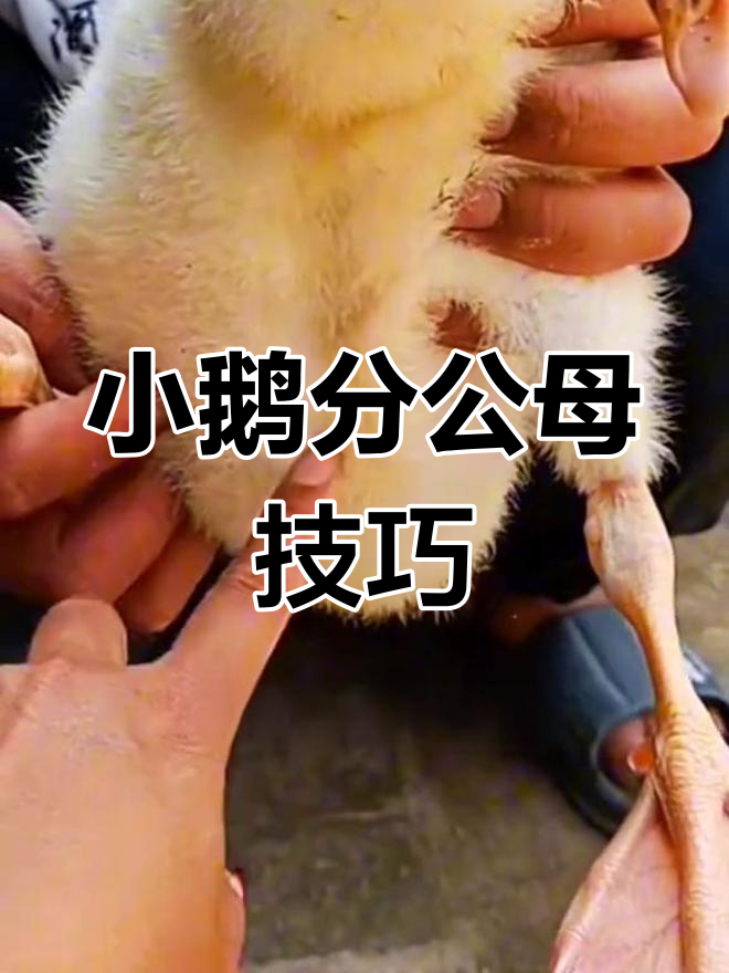如何区分小鹅公母