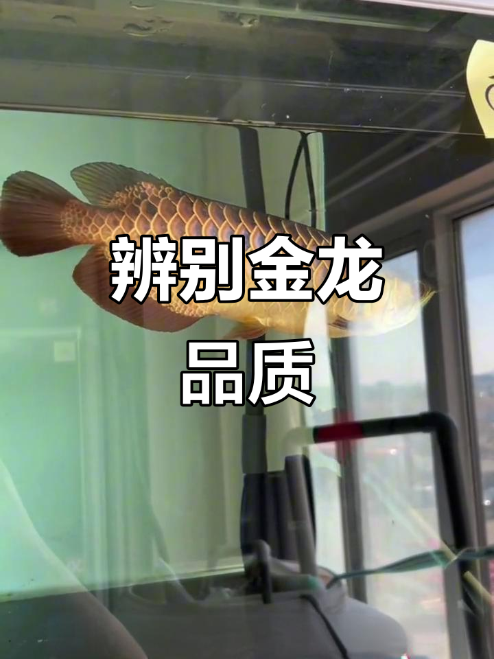 金龙鱼颜色深浅差异大揭秘,如何挑选高品质金龙