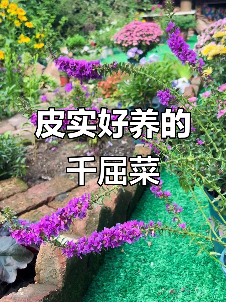 东北冬季也能生长的千屈菜,水陆两生超耐养