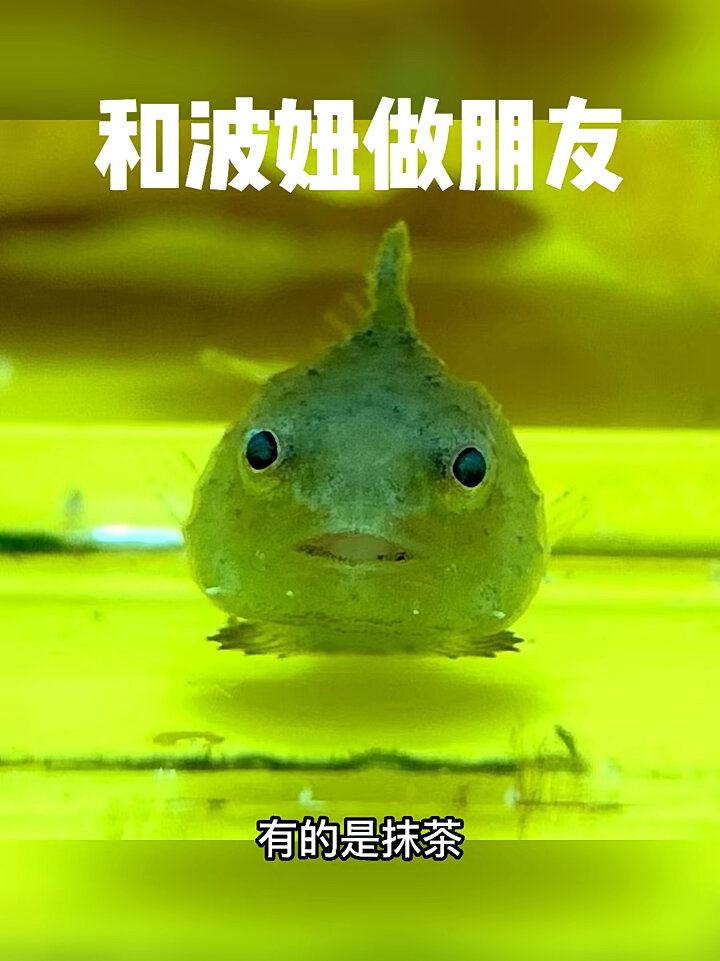 圆鳍鱼:从宫崎骏动画里飞出来的小公主