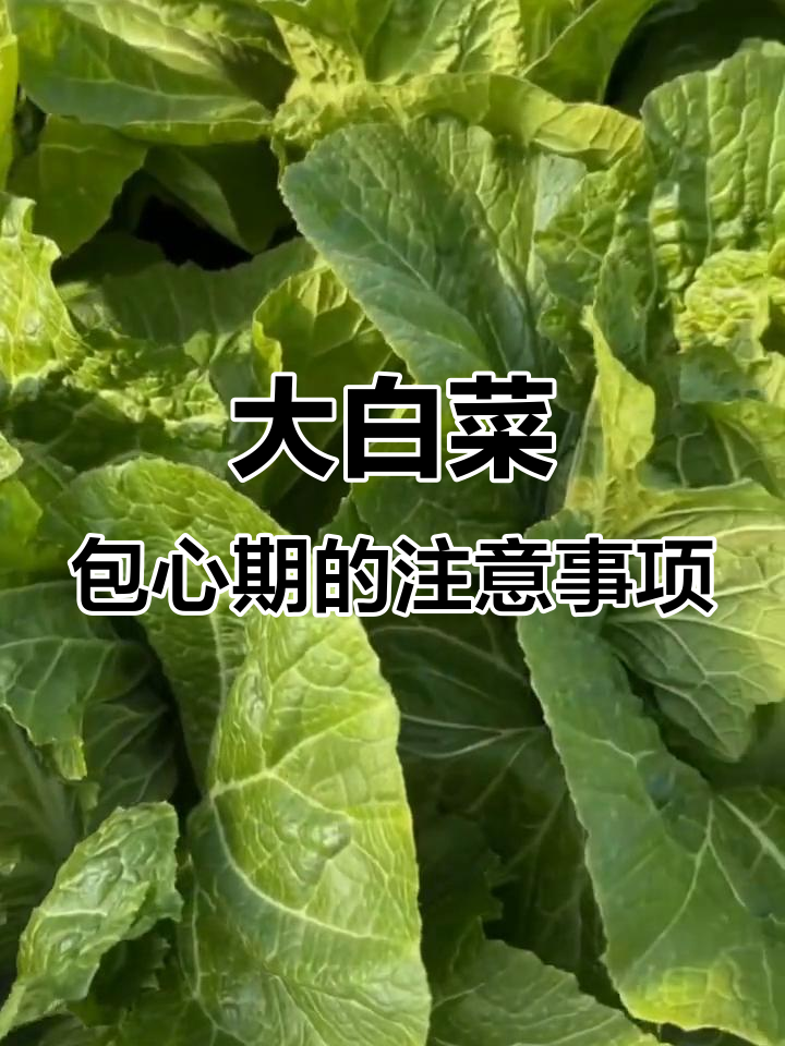 白菜包心期如何管理?底叶不能随便摘