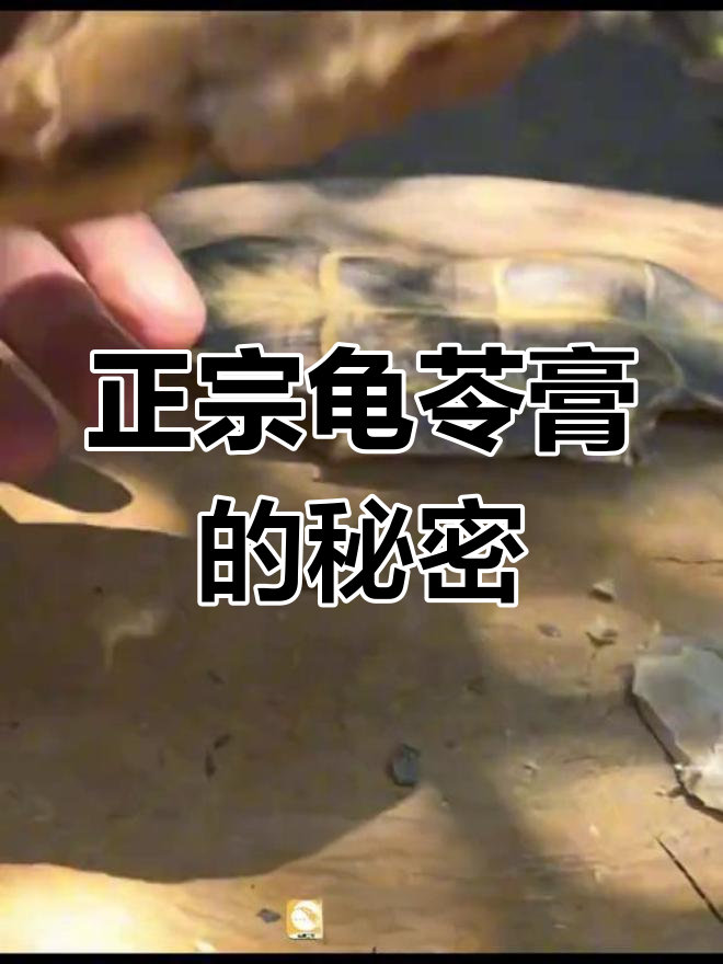 龟苓膏里真的有乌龟?揭秘正宗制作方法与原料