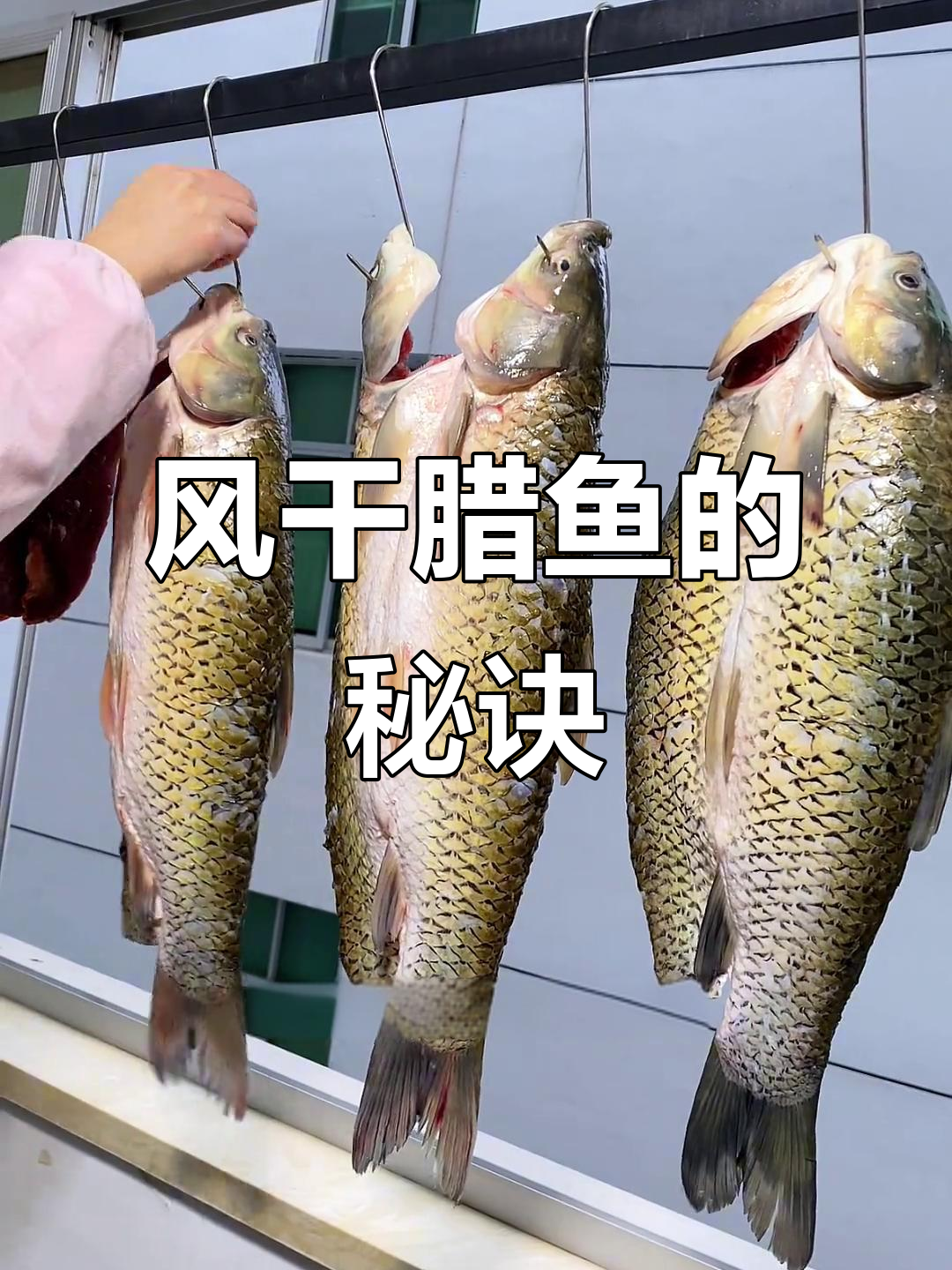 腊鱼风干后,蒸或红烧都美味,保存一年依然鲜香十足!