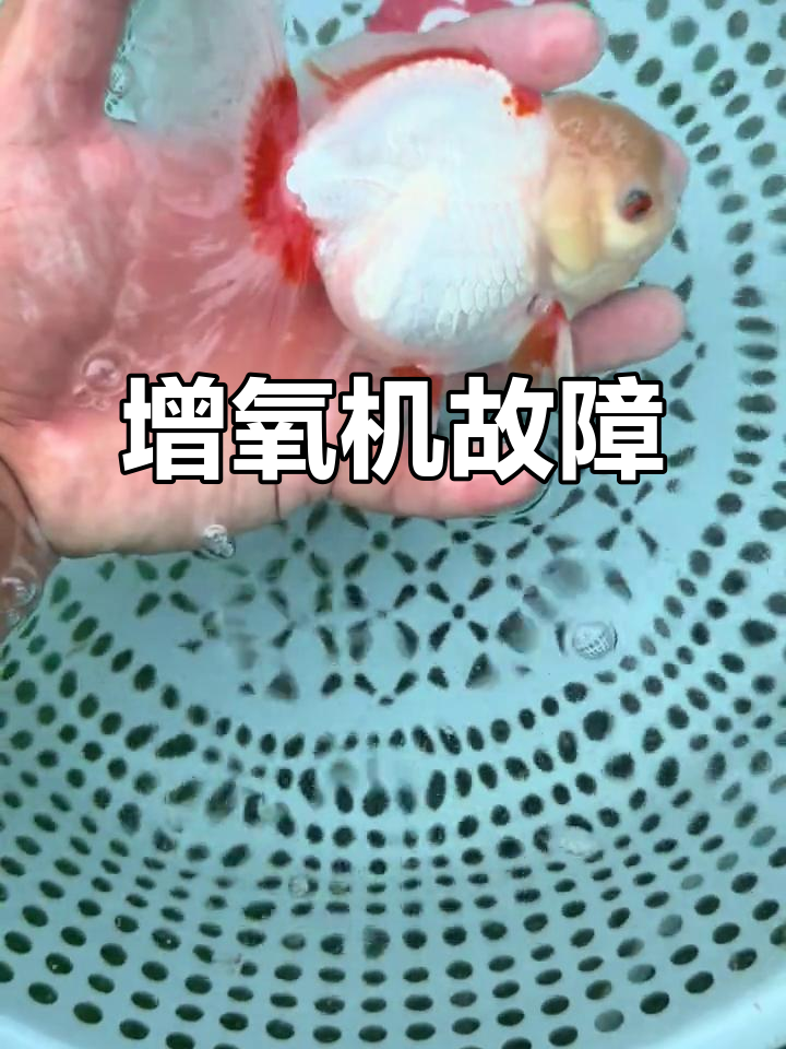 卖鱼赚了点小钱,结果增氧机坏了,一天努力白费