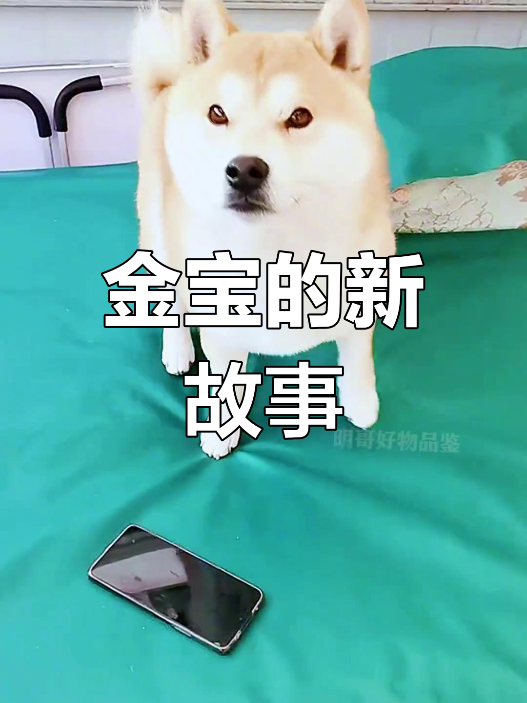 柴犬金宝的奇妙冒险:公鸡打鸣与炖鸡计划