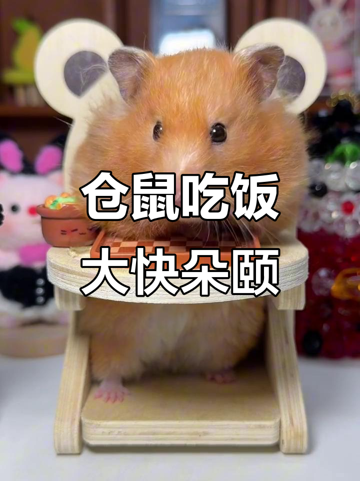 金丝熊吃播：今天超饿，鸡肉条和火龙果都来了！