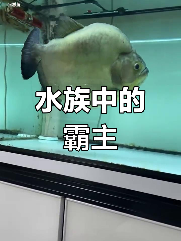 秘鲁水虎鱼:活着的王者