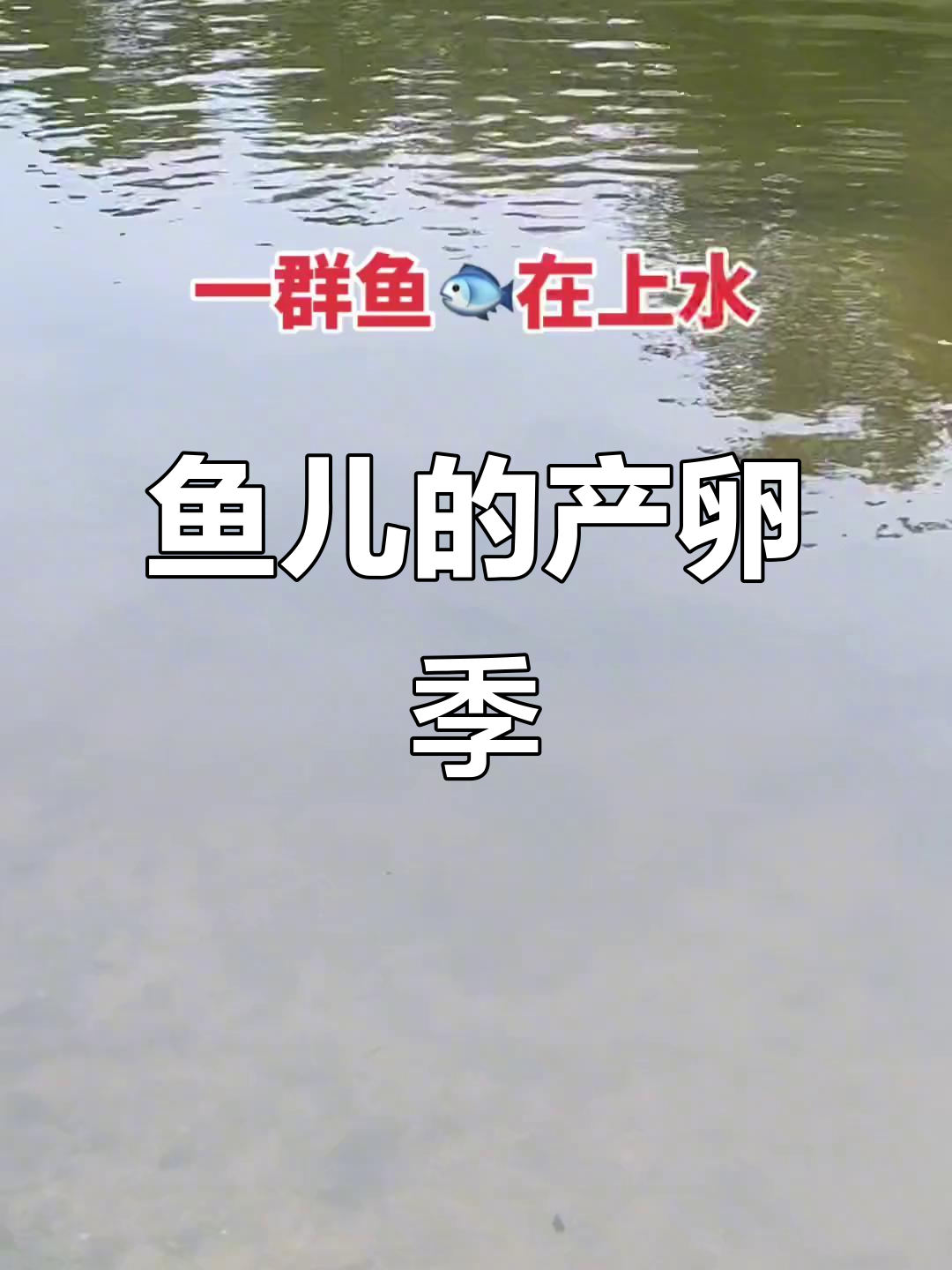 鱼儿繁殖季节,回忆起童年捉鱼的欢乐时光