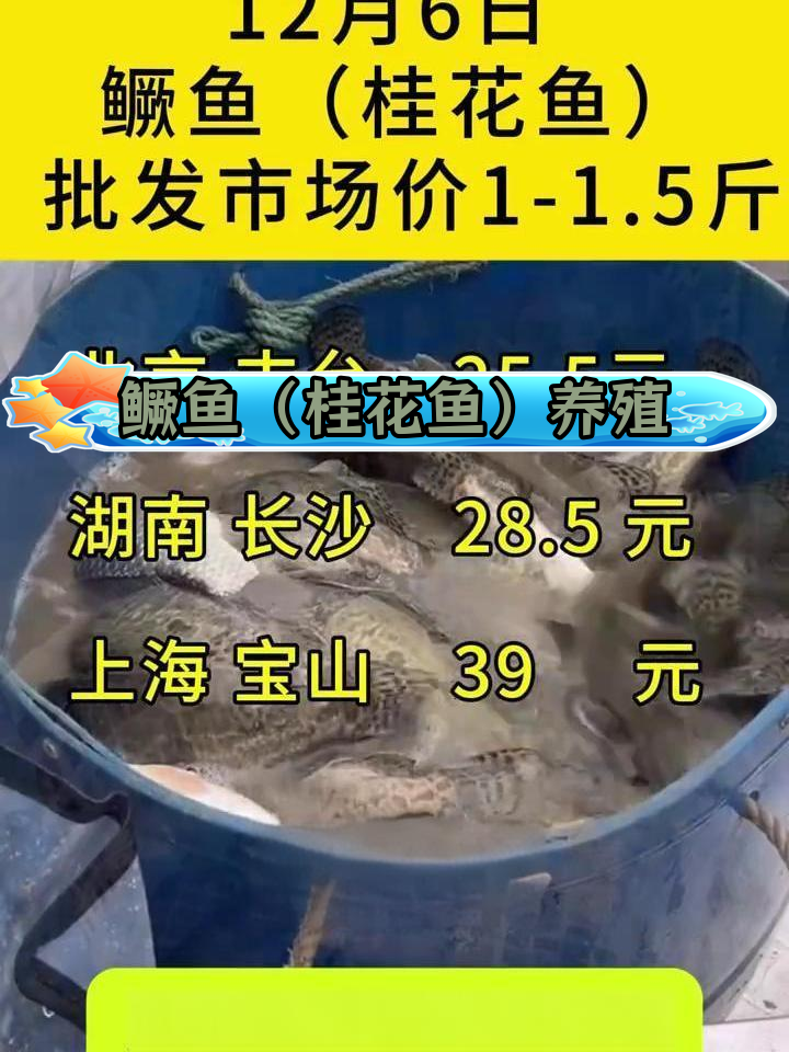 12月6日桂花鱼养殖与饲料管理
