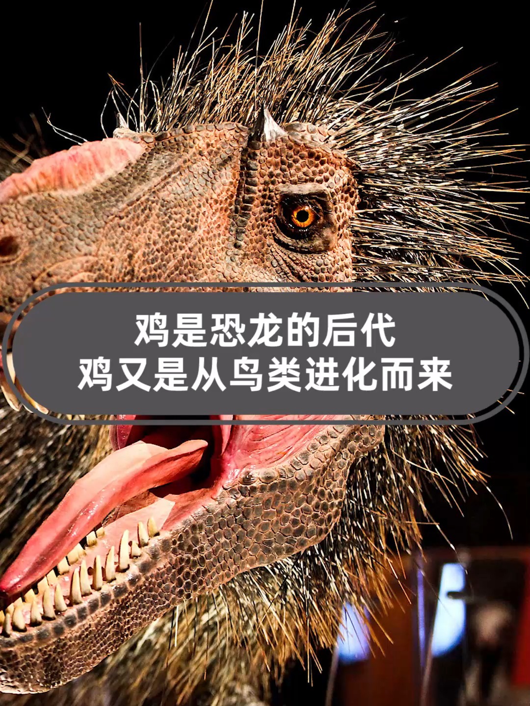 鸡是恐龙的直系后代,鸡又是从鸟类进化而来