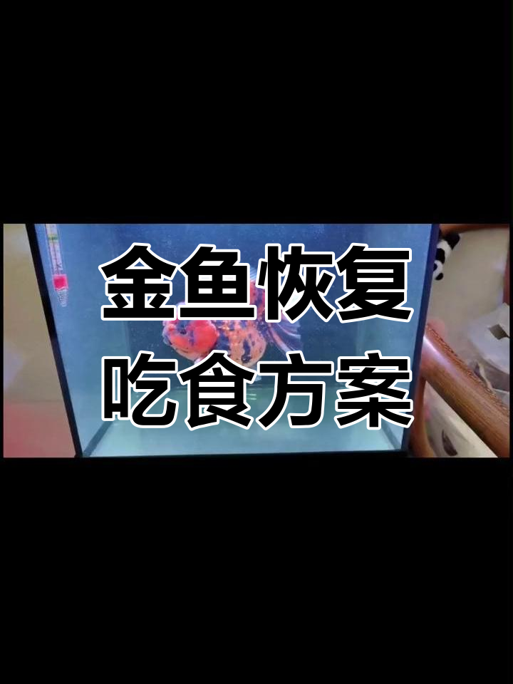 金鱼烂鳃浮头不吃食的治疗方法