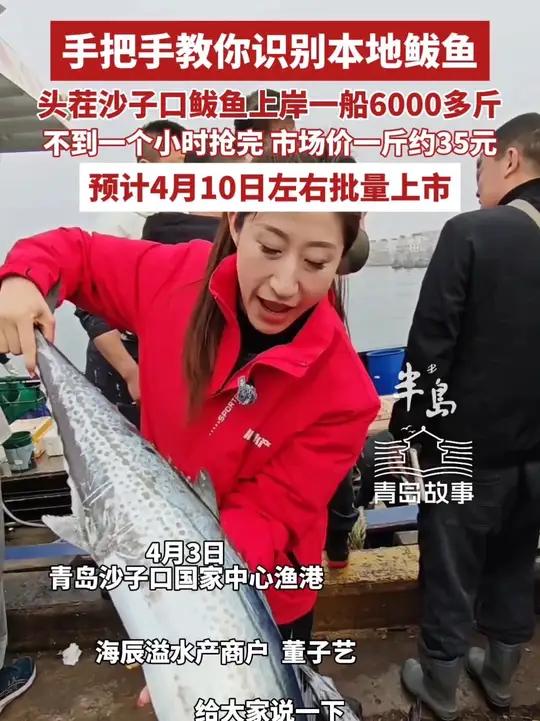 头茬沙子口鲅鱼上岸,一船6000多斤,不到一小时抢完,市场价约35元/斤,预计4月10日左