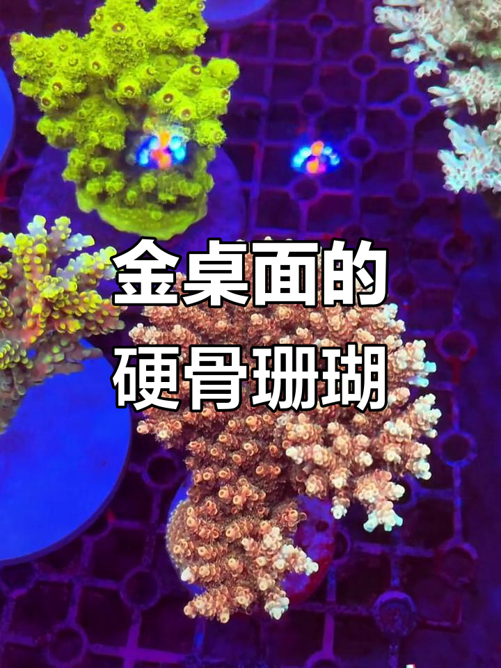 经典澳洲金桌面,每晚七点直播带你了解硬骨珊瑚世界