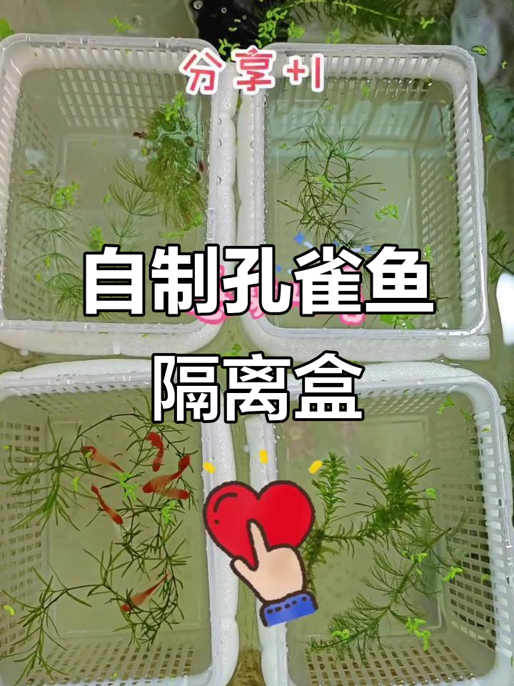 孔雀鱼繁殖隔离盒DIY制作,简单又实用